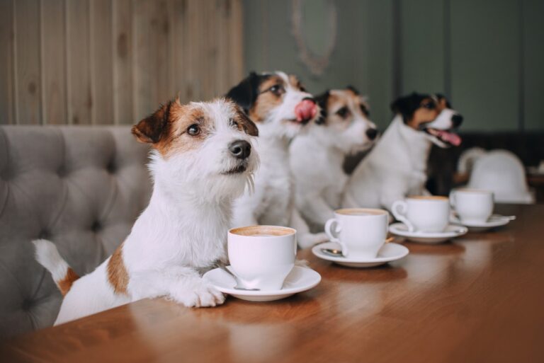 is coffee bad for dogs