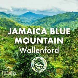 Volcanica Jamaican Blue Mountain Wallenford Coffee Beans 